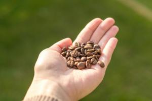 person holding coffee beans