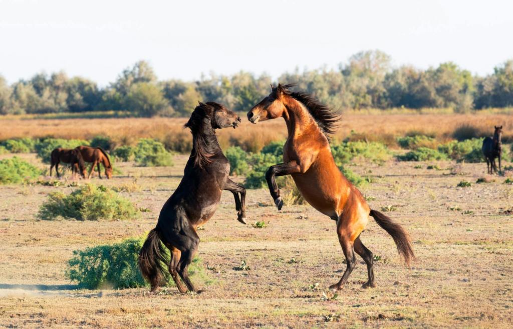 wild horses sparring in nature landscape