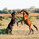 wild horses sparring in nature landscape